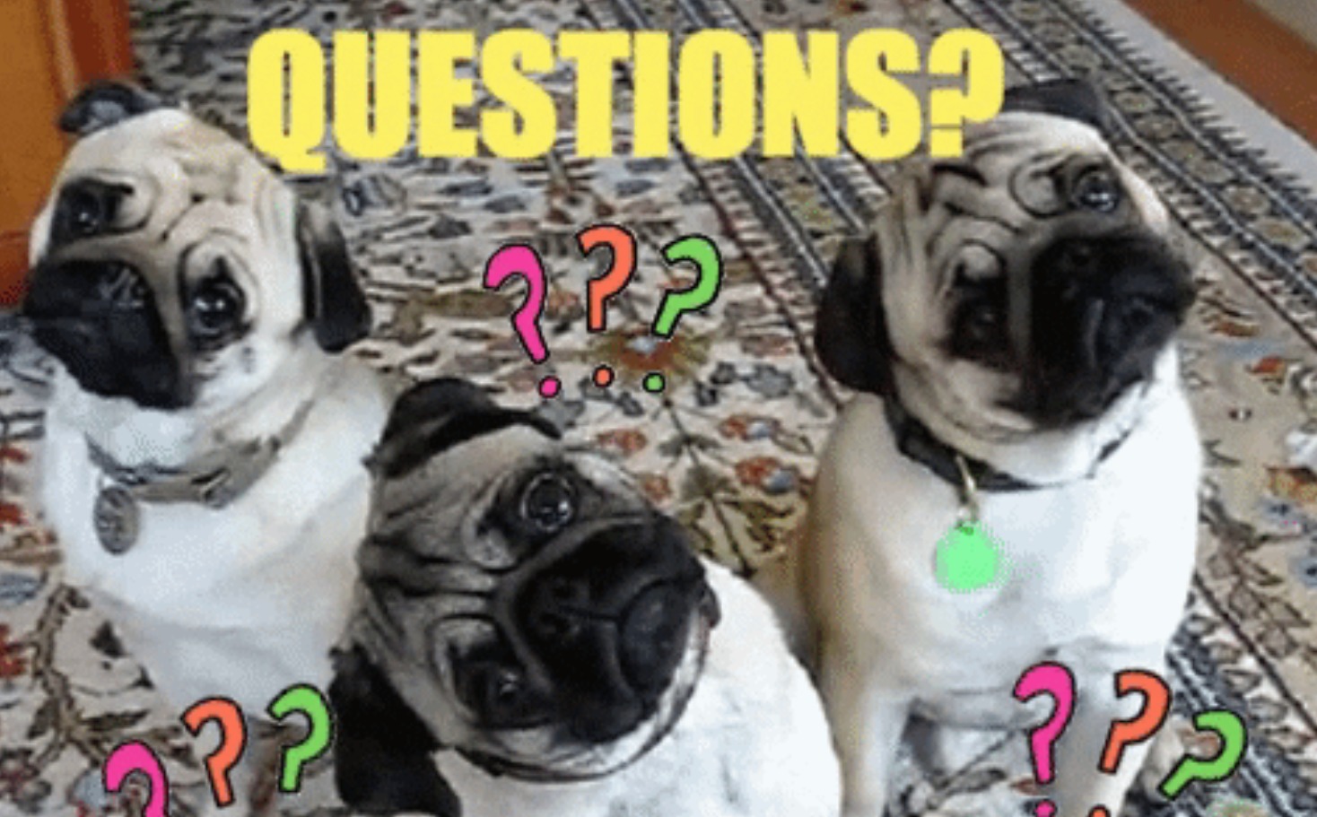 Pugs asking questions.